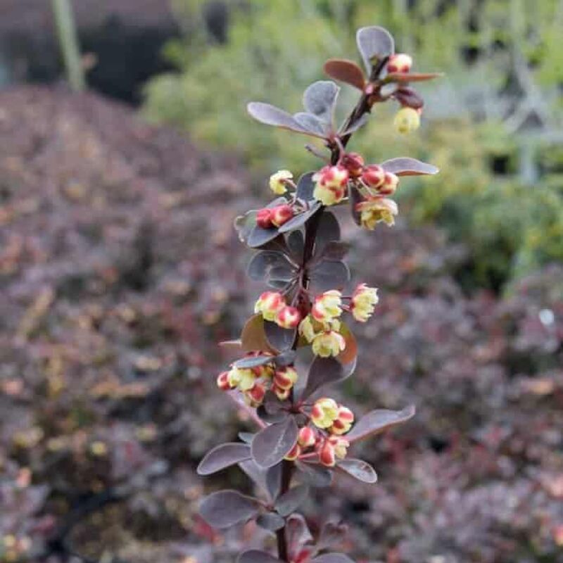 Berberis thunbergii f. atropurpurea 'Rose Glow' 20-30 cm